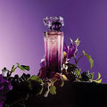 Trésor Midnight Rose EDT - Lancôme